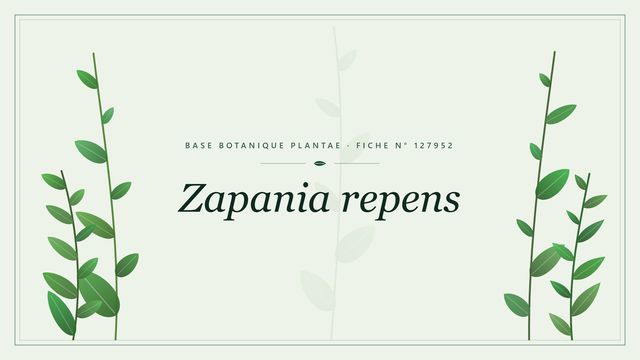 Zapania repens : fiche descriptive et taxonomie Planche botanique stylisée de Zapania repens