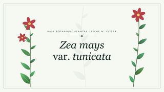 Planche botanique stylisée de Zea mays var. tunicata