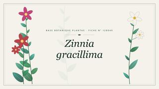 Planche botanique stylisée de Zinnia gracillima