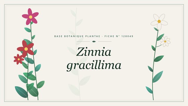 Zinnia gracillima : fiche descriptive et taxonomie Planche botanique stylisée de Zinnia gracillima