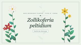 Planche botanique stylisée de Zollikoferia peltidium, famille des Asteraceae