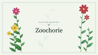 Illustration botanique stylisée du terme « Zoochorie » du glossaire