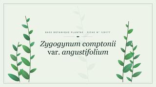 Planche botanique stylisée de Zygogynum comptonii var. angustifolium
