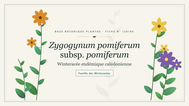Zygogynum pomiferum subsp. pomiferum Planche botanique stylisée de Zygogynum pomiferum subsp. pomiferum (Winteracée endémique calédonienne), famille des Winteracées