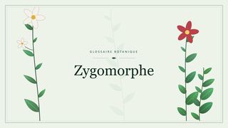 Illustration botanique stylisée du terme « Zygomorphe » du glossaire