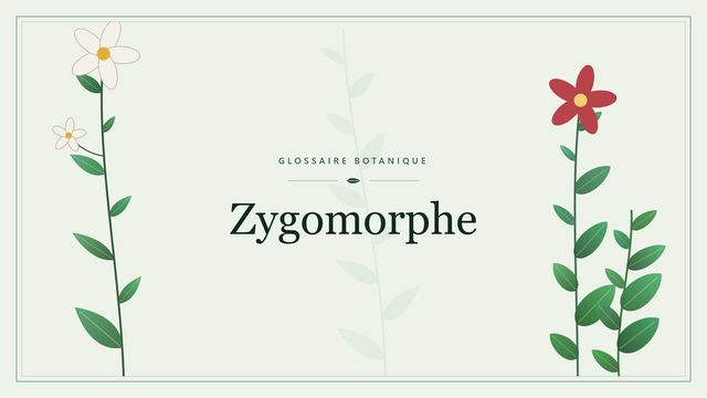 Zygomorphe : panorama Illustration botanique stylisée du terme « Zygomorphe » du glossaire